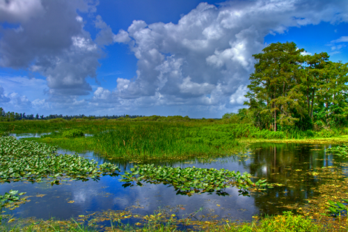 Florida natue scene