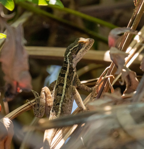 Picture of brown basilisk lizard showing identifiable features including a brown body, two yellow stripes, and prominent head crest. 