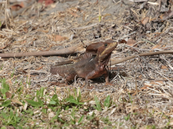 Brown basilisk lizard.