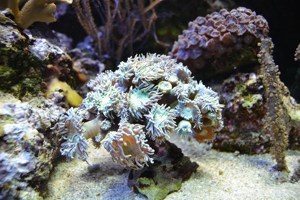 corals soft bodied