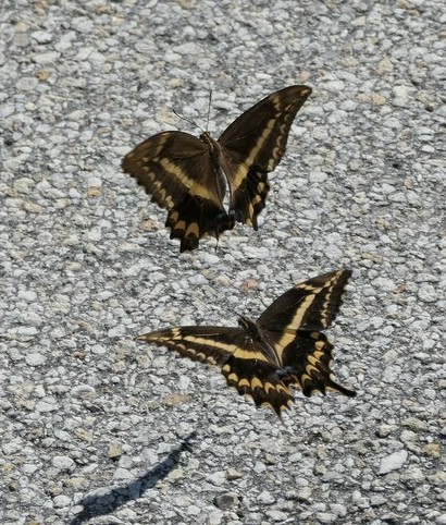 Two schaus swallowtail butterflies flying over gray pavement.