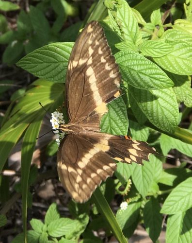 Schaus swallowtail butterfly with wings spread on green foliage