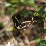 Schaus swallowtail butterfly on green leaf. Yellow markings visible on brown wings.