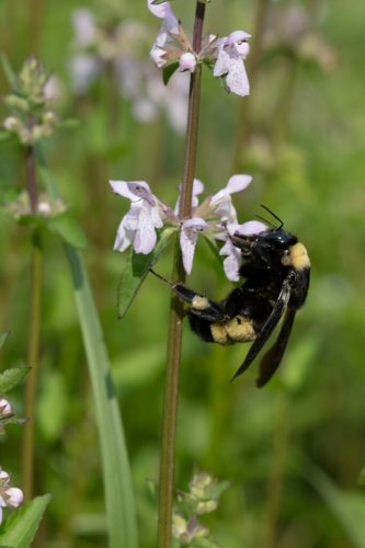 American bumblebee, black and yellow striped, on light pink hanging flower. 