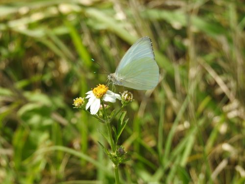 Great southern white butterfly, pale green wings, on small white flower with bulbous yellow center. 