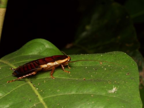 Large, brown Florida Woods Cockroach on big green leaf. 