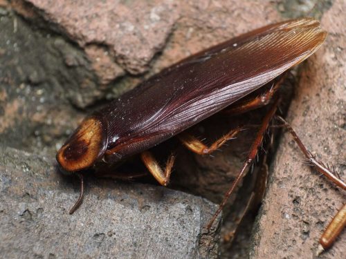 American Cockroach on gray and brown rocks