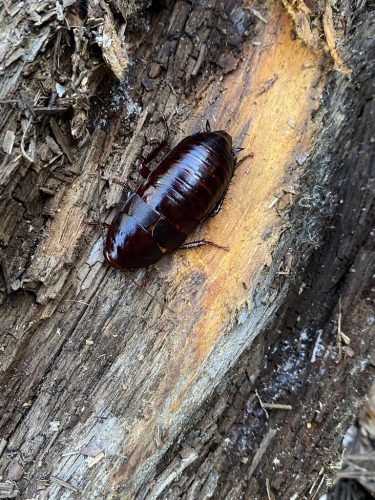 Brown, large Florida Woods Cockroach on brown and tan colored tree trunk.