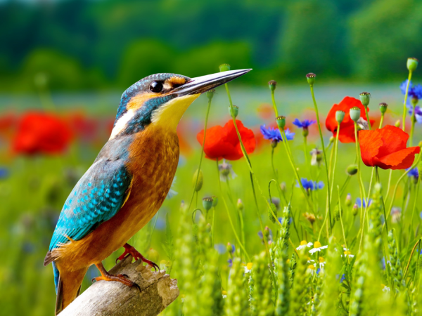 An orange and blue bird in focus against a background of a field of red flowers.