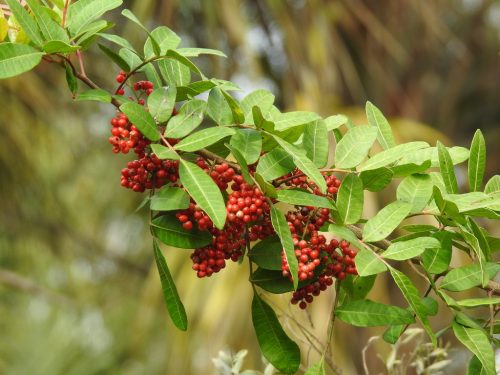 Close up of the berries of a Brazilian peppertree on the shrub.