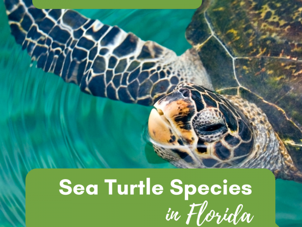 Tell me about sea turtles in Florida