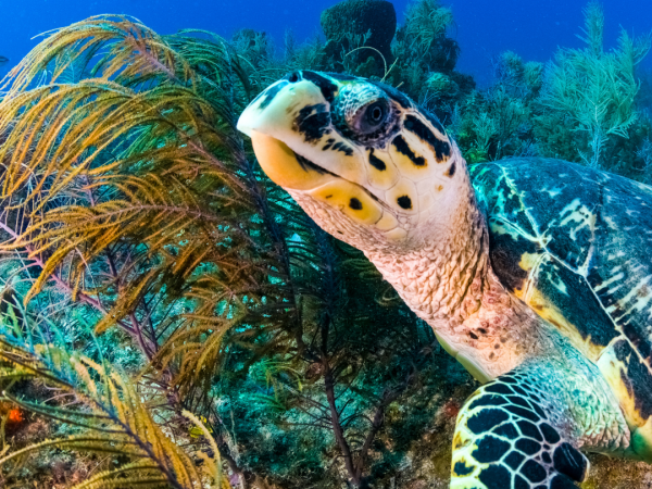 a sea turtle approaches a piece of seagrass in the ocean