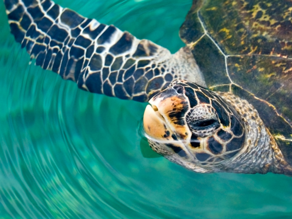 a sea turtle comes to the ocean surface for air