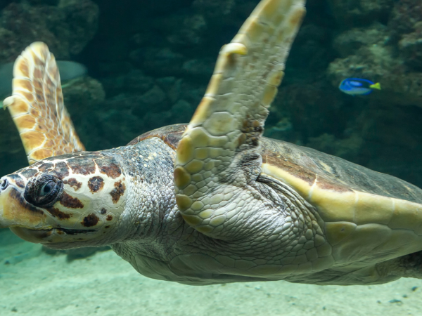A close up of a loggerhead sea turtle swimming in the water, taken from the left side of the animal.
