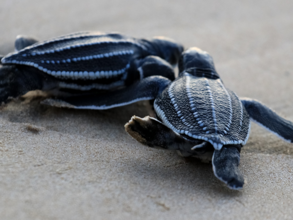 Two leatherback sea turtle hatchlings crawling on the sand towards the ocean.