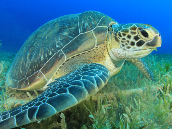 A green sea turtle swims above a seagrass meadow in the ocean.