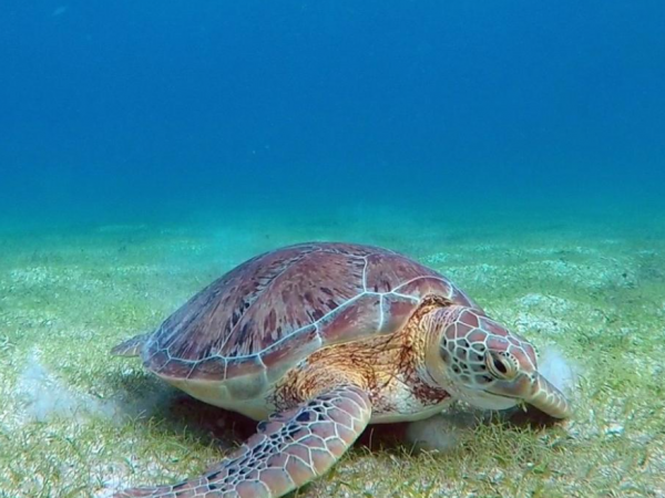sea turtle grazing on seagrass