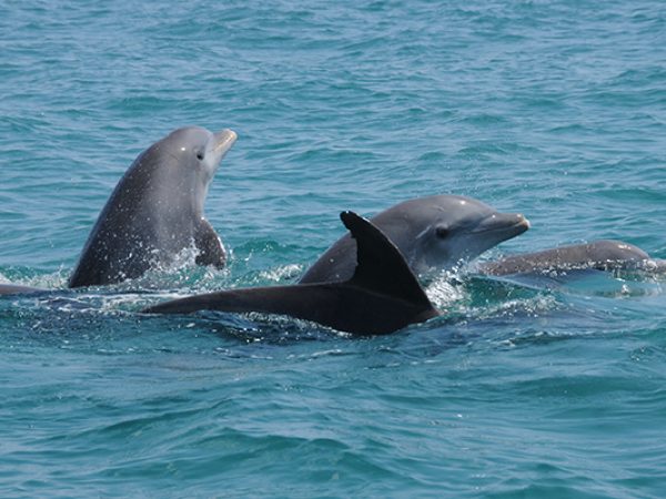 Wild dolphins Image Credit- Taras Oceanographic Foundation