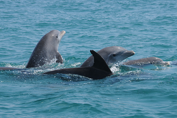 Wild dolphins Image Credit- Taras Oceanographic Foundation