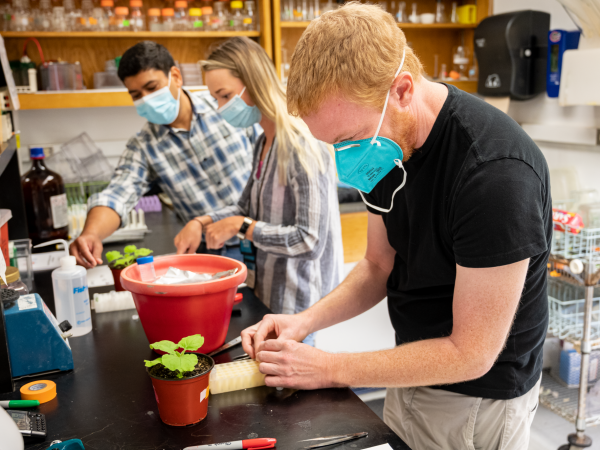 plant pathology teachers run experiments in Song Lab