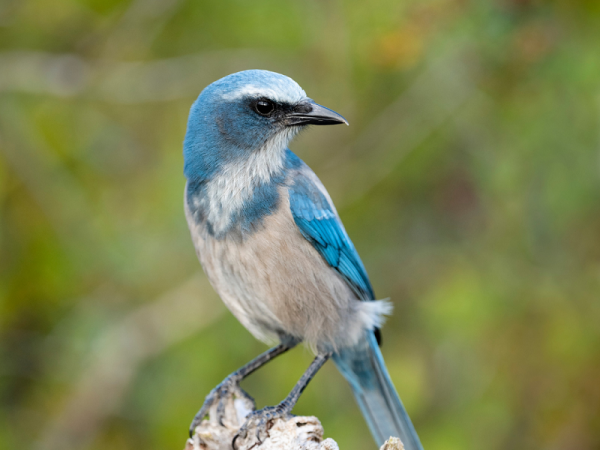 A blue and silver adult Florida scrub jay perches on a tree branch.