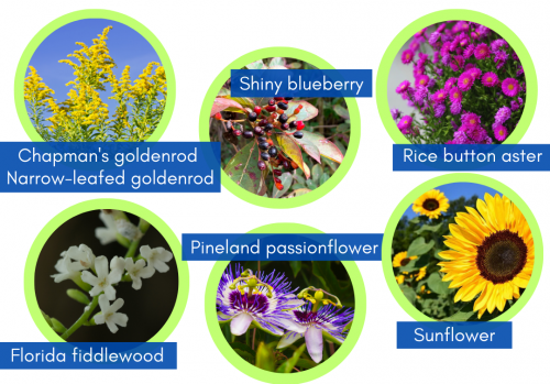 Native plants to attract the endangered Florida bonneted bat: Chapman's goldenrod, narrow-leafed goldenrod, Florida fiddlewood, pinewood passionflower, shiny blueberry, rice button aster, and sunflower.