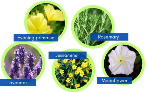 Flowers to attract insectivore bats: lavender, evening primrose, rosemary, moonflower, and jessamine. 