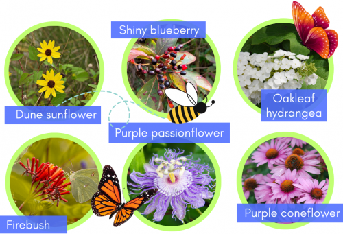 List of native plant alternatives to invasives in Florida: dune sunflower, purple passionflower, purple coneflower, oakleaf hydrangea, firebush, and shiny blueberry.
