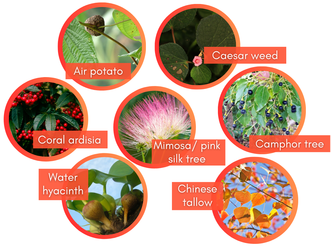 List of Category I Invasive plants in Florida: Coral ardisia, water hyacinth, air potato, mimosa/ pink silk tree, caesar weed, camphor tree, and chinese tallow.