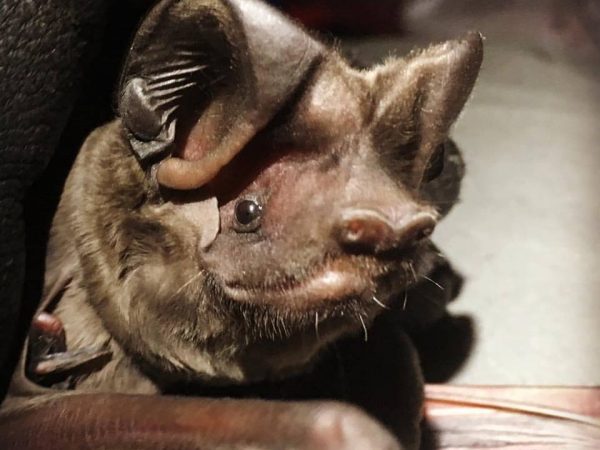 An endangered Florida bonneted bat. 