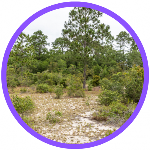 Scrub landscape with patchy shrubs and low trees.