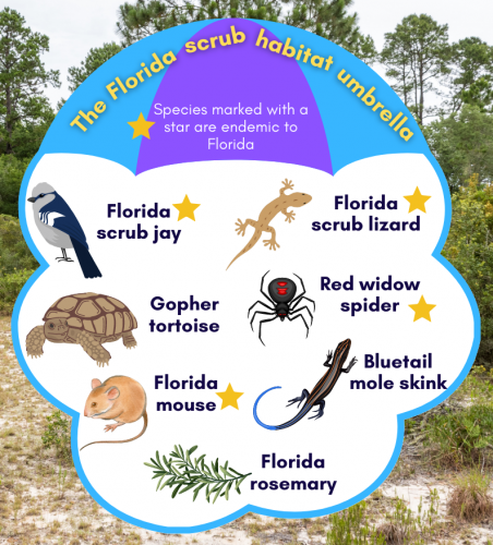 The Florida Scrub Habitat Umbrella: Shows various species (including the Florida scrub jay, gopher tortoise, Florida mouse, Florida rosemary, Florida scrub lizard, Red widow spider, and Bluetail mole skink) that all depend on the Florida scrub. Stars mark which species are endemic to Florida.