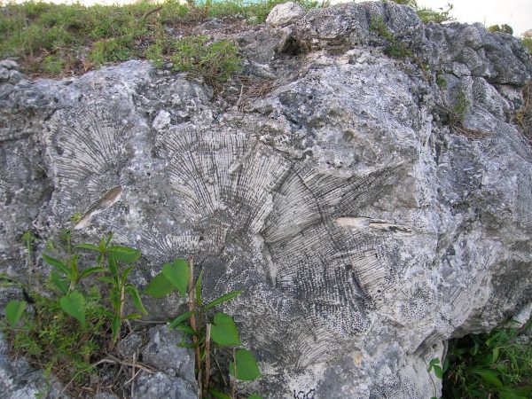 fossil