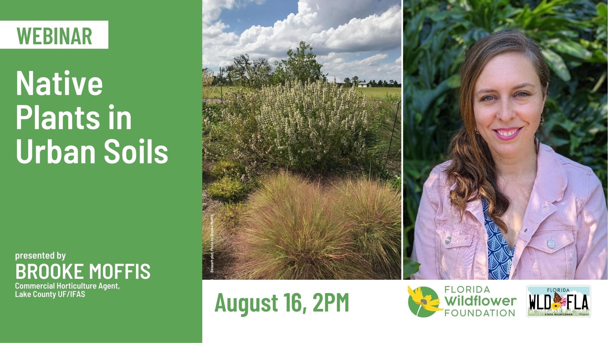 Native Plants in Urban Soils inar with the Florida Wildflower