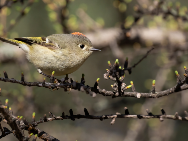 A close up of a ruby-crowned kinglet, a small olive-green songbird with a tiny tail and beak.