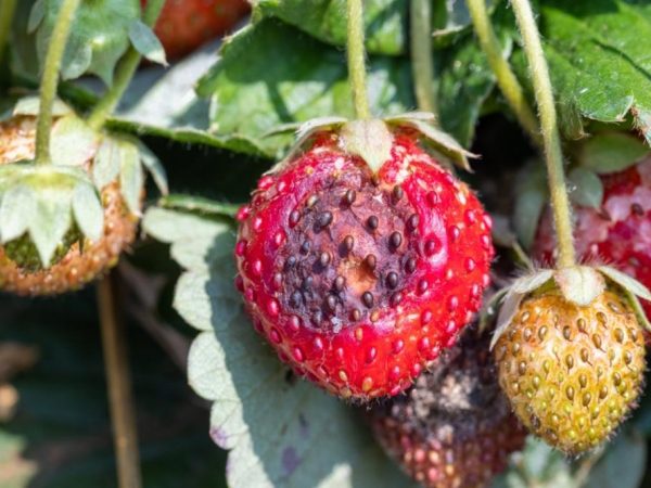 sick strawberry plant