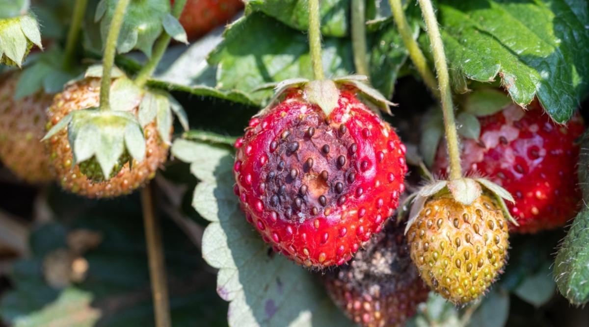 sick strawberry plant