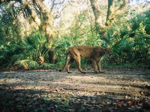florida panther in the wild