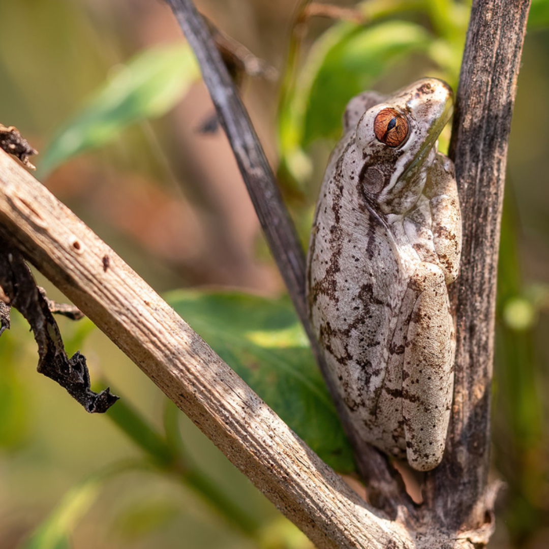Tell Me About Cuban Treefrogs in Florida Thompson Earth Systems