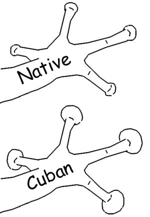 A drawing comparing the smaller toepads of a native Florida treefrog to the larger toepads of a Cuban treefrog.