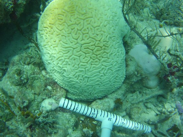 A paling, almost fully bleached Diploria labrynthiformis (Grooved brain coral) in Biscayne National Park.
