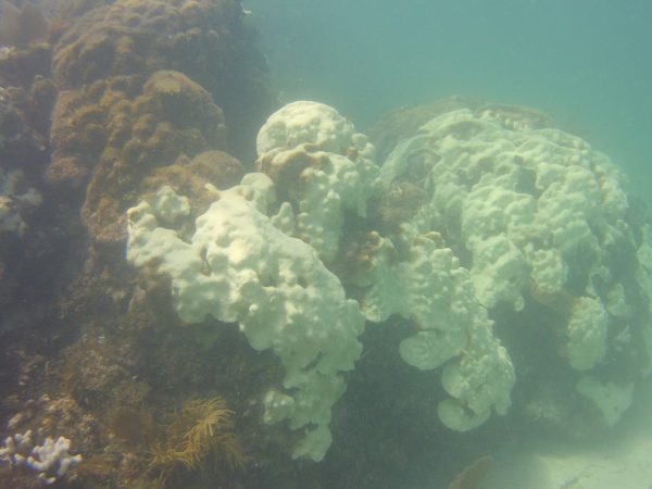 Fully bleached Orbicella faveolata (Mountainous star coral) on Alina’s Reef in Biscayne National Park. These colonies are at least 6’ in diameter, indicating that they are quite old.