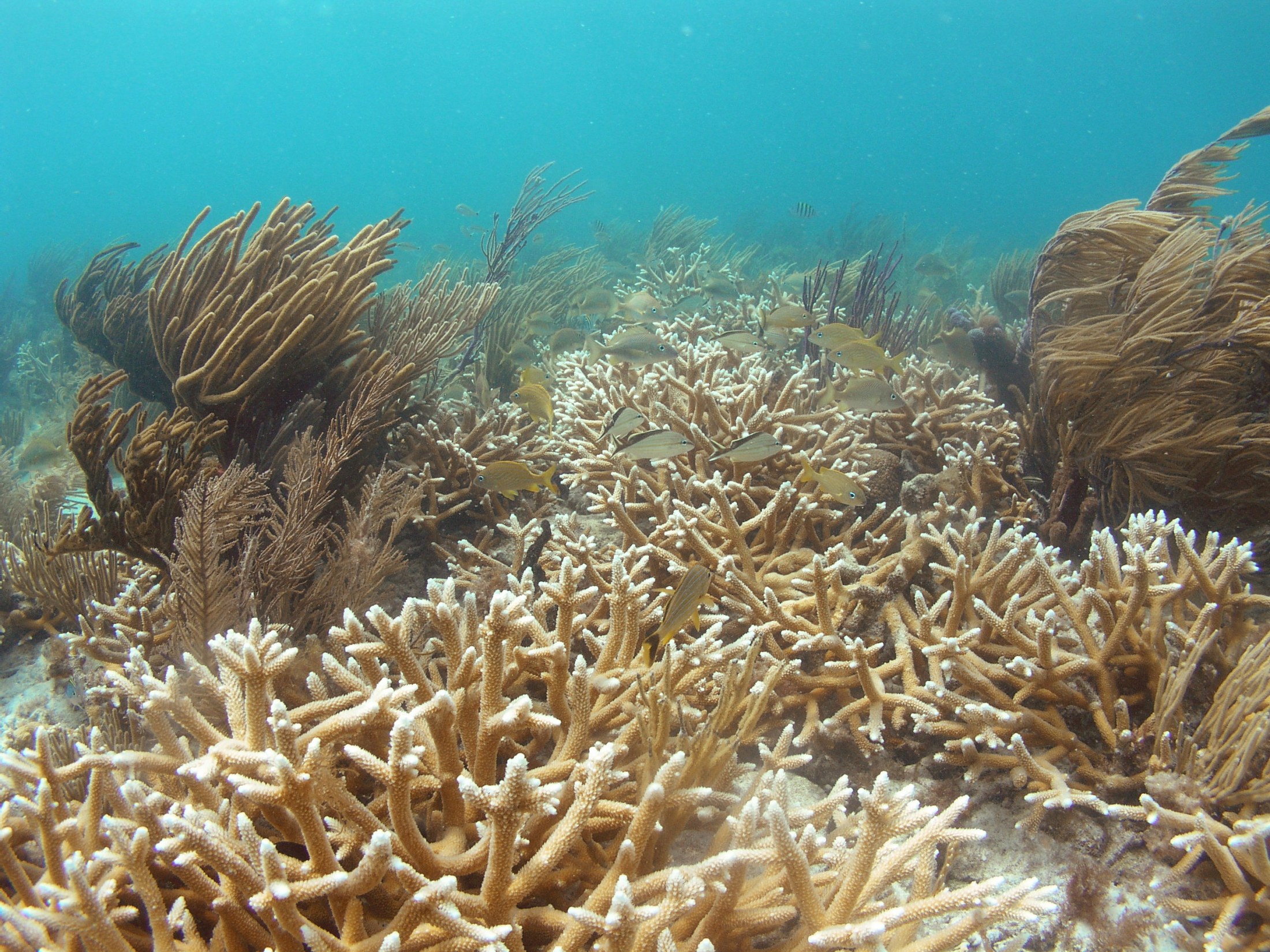 www.floridamuseum.ufl.edu