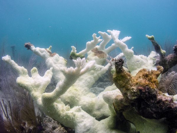 The Elkhorn coral, Acropora Palmata, in Dry Tortugas National Park that has bleaches because of the summer 2023 ocean-heat wave.