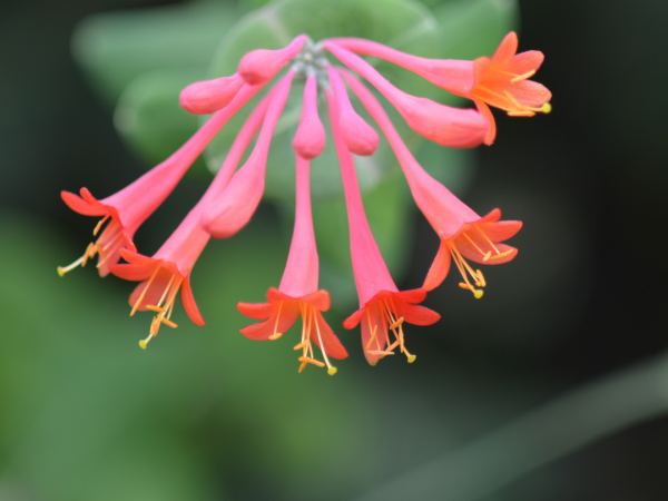 red coral honeysuckle flowers, buds shaped like tubes and grow in clusters on a vine