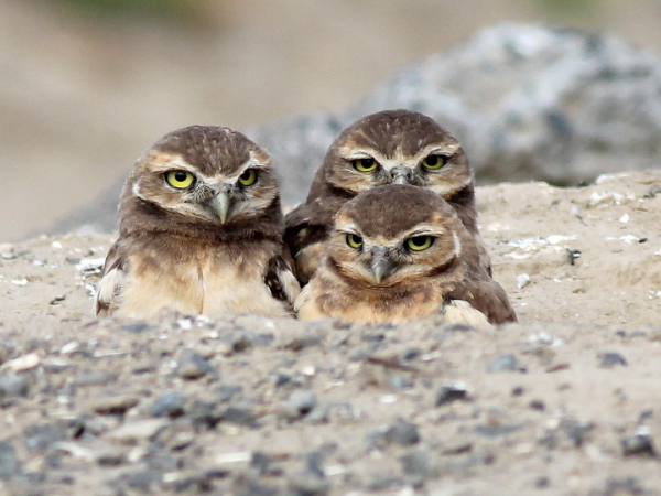 Three burrowing owls emerging from their burrow.