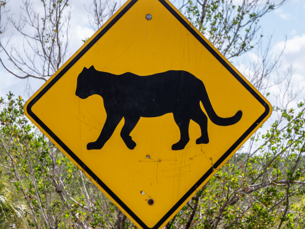 Sign of a Florida Panther crossing
