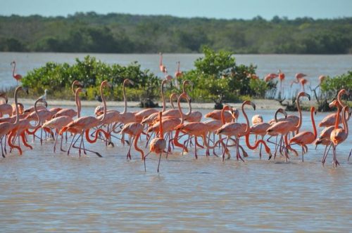 Group of flamingos