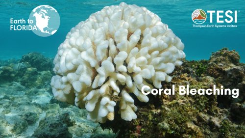 coral bleaching 