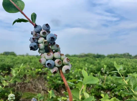 Close-up of ripe blueberries in a field at a Florida U-pick farm agritourism location. 